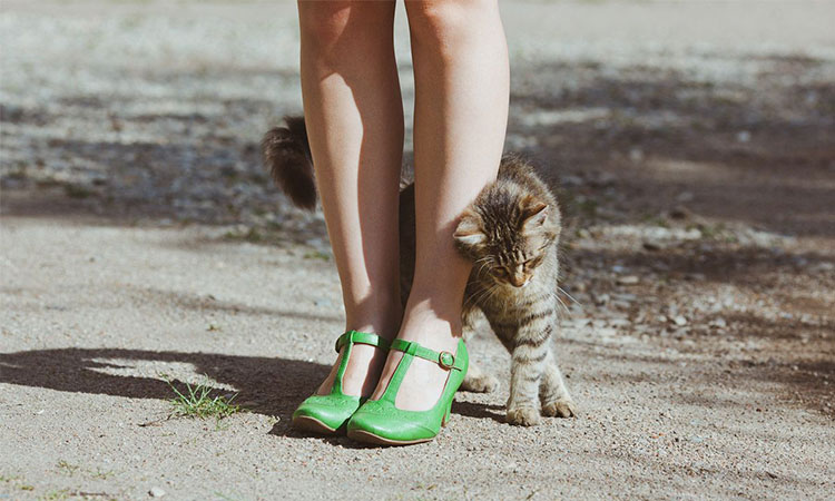 pisicile umbla printre picioarele oamenilor