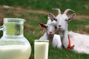 Laptele de capră vindecă multe boli și afecțiuni